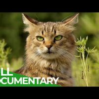 Wildlife Takeover: How Animals Reclaimed Chernobyl | Free Documentary Nature